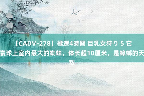 【CADV-278】極選4時間 巨乳女狩り 5 它是寰球上室内最大的蜘蛛，体长超10厘米，是蟑螂的天敌